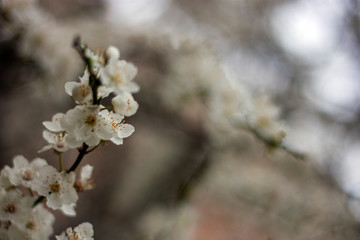 Natural floral background. Cherry flowers close-up. White flowers of a cherry on a spring day in soft focus. Tender floral spring background. Flowers of an Cherry tree in the spring in the garden.