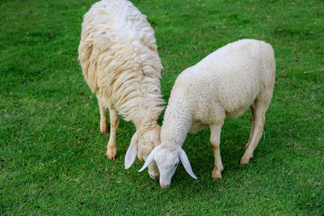 Fototapeta premium Two Sheep Eatting grass in emtry garden at thailand