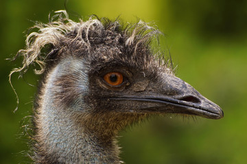 Fototapeta zwierzęta portret emu obraz