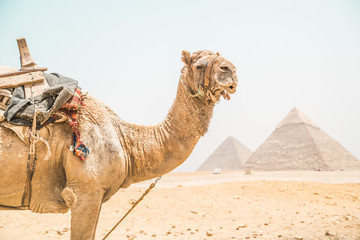 camel in front of the pyramids of giza