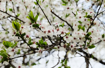 Flowering branches of cherry plum (Prunus cerasifera) in early spring, horizontal composition