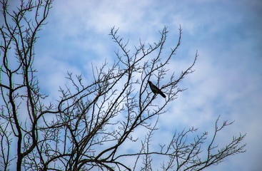 crow tree
