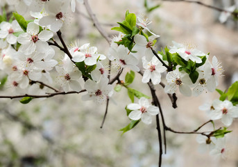 Flowering branches of cherry plum (Prunus cerasifera) in early spring, horizontal composition
