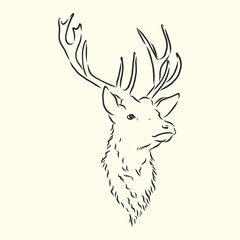 Deer portrait. Hand drawn vector illustration. Can be used separately from your design. portrait of a deer, deer head, vector sketch illustration
