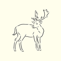 Fototapeta na wymiar Hand drawn. forest deer, vector sketch illustration