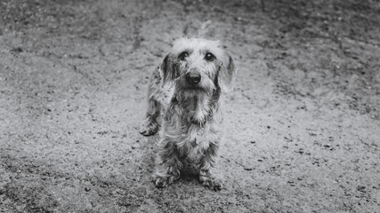 an adopted dachshund dog is standing in a yard on textured background