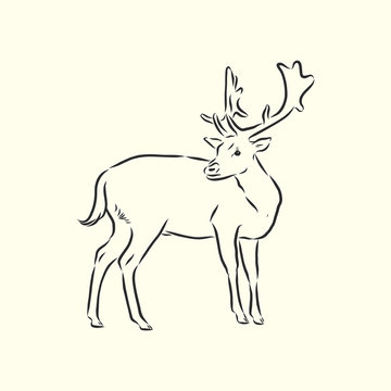 Hand drawn. forest deer, vector sketch illustration