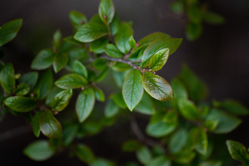 Fototapeta na wymiar green leaves in the garden