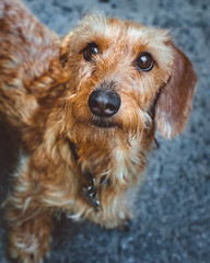 a portrait of a cute dachshund dog on grey background