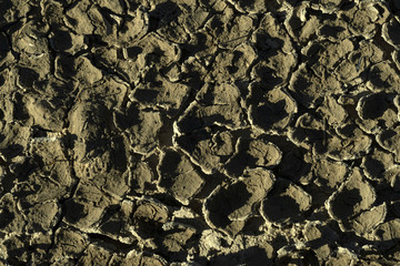 Dry muddy surface of the swamp illuminated by the sun, top view