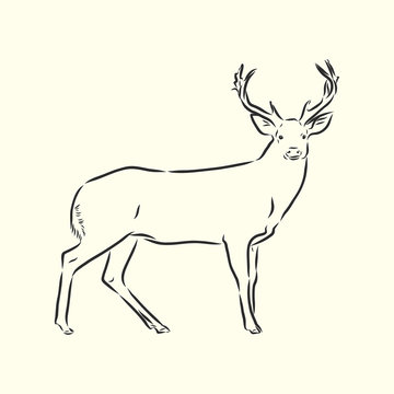 Hand drawn. forest deer, vector sketch illustration