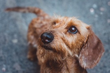 a smart dachshund dog on grey background close up