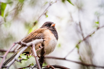 Dark Eyed Junco (Junco hyemalis) perched on a tree branch in a birch tree, California; selective focus, shallow depth of field