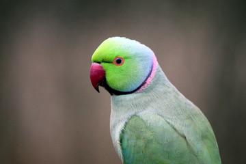 Fototapeta na wymiar Parakeet close up