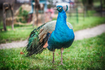 Fototapeta premium Beautiful peacock, with chic tail of feathers, walking in garden