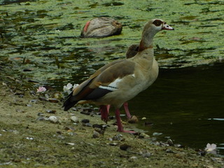 Duck,Mallard duck, Landscape green, flower, farm place, perching, eider king eider, whistting black bellied whistting Duck