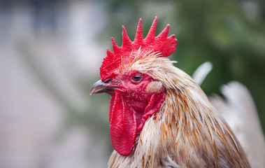 Beautiful rooster on a farm with blurred nature green background