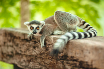 Charming lemur Katta sits on a log in a park