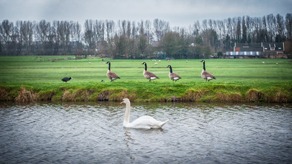 Beautiful white swan floating on lake with gooses in background