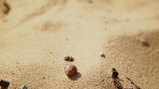 Sunny day, windy, yellow sand pours onto the shells of river snails