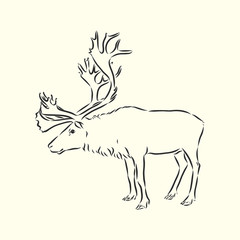 Polar deer. Vector hand drawn illustration with nordic animal isolated on white in sketch style. polar deer, vector sketch illustration