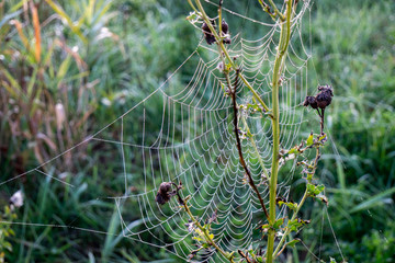 Spinnennetz