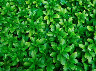 Fototapeta na wymiar Green leave texture. Natural green background