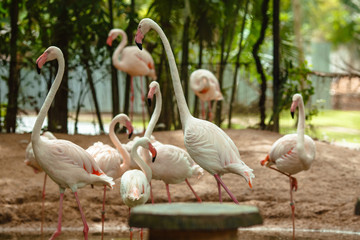 A family of pink flamingos walk at a watering hole
