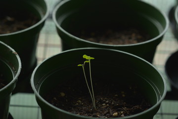 Seedlings sprouting in a pot