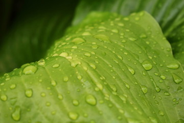 early in the morning . 
it was raining one fine morning. 
beautiful droplets on green canvas.