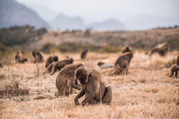 monkeys and baboons on top of mountains in Ethiopia