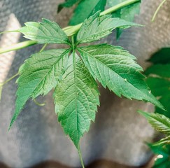green leaf on the ground