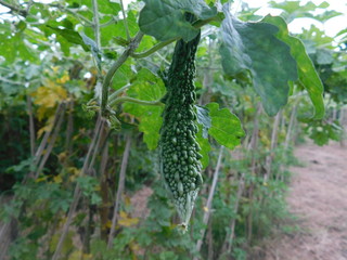 fresh, plant, healthy, closeup, medicine, health, gourd, organic, herb, vegetable, green, carrot,...