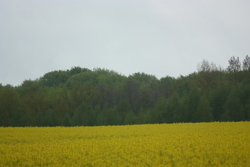 rape on the green meadow