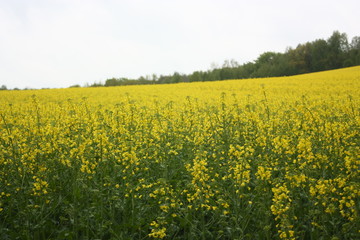 rape on the green meadow