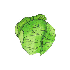green watercolor cabbage for salad, vegan isolated on a white background for the menu