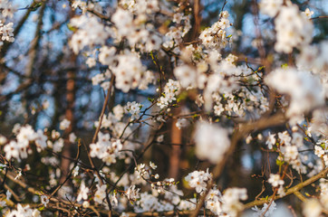 Pąki kwiatów kwitnące na drzewach, © goku88