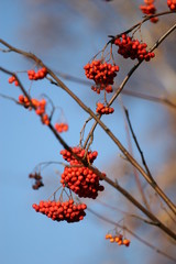 red berries on a tree