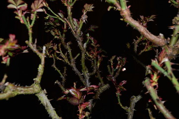 Thistle branches