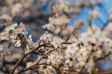 Pąki kwiatów kwitnące na drzewach, © goku88