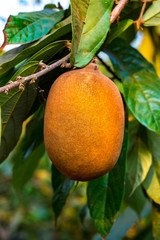 Exotic Cupuaçu (Theobroma Grandiflorum) Fruit on Tree, Super Amazonian Fruit with Extraordinary Nutritional and Cosmetic Properties in Riberalta, Beni / Bolivia