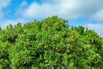 Fototapeta na wymiar ripe orange hanging at the orange tree