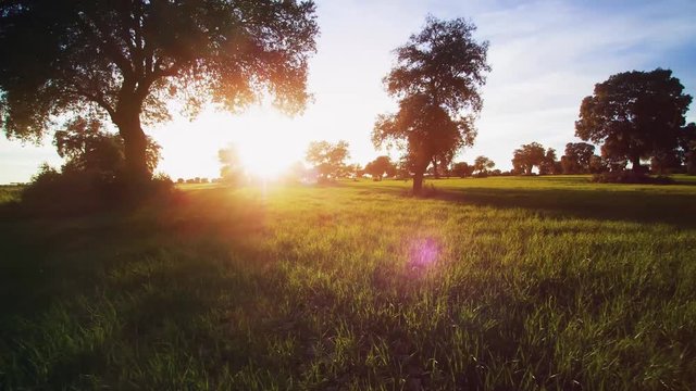 Holm oak in spring. Backlit flight at sunset. Green landscape