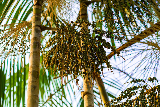 A&ccedil;a&iacute; Palm or Asai Tree (Euterpe oleracea) with Fruits in the Bolivian Amazonian in Riberalta, Beni / Bolivia