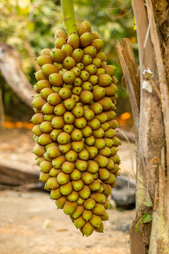 Huge Motacu (Attalea) Fruit Cluster Hanging from the Palm Tree