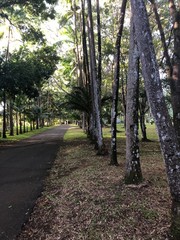 Mauritius Botanical Garden