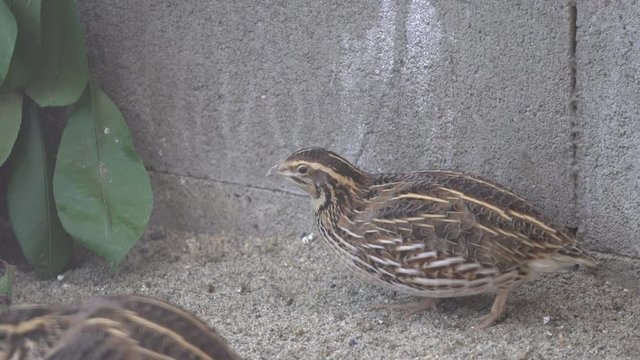 Quail in the breeding hut