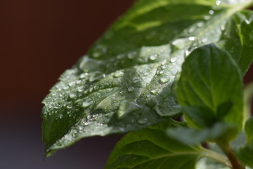 Blätter im Morgentau