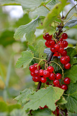 red currants on a branch in the garden