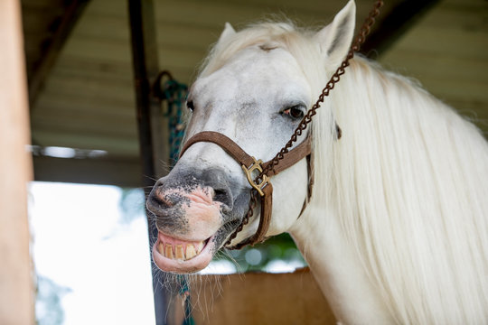 White horse smiling